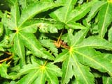 Acer palmatum shishigashira